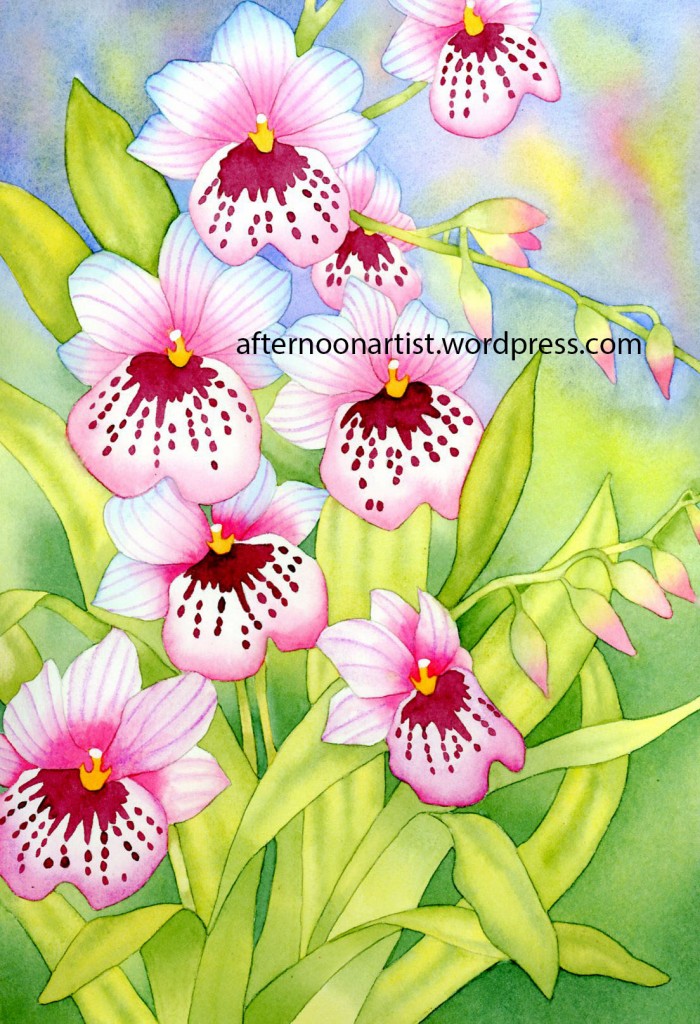Pink Miltonia Orchids
